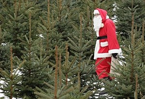 Christmas Trees Add To Allergies Christmas Trees Add To Allergies