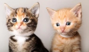 kittens