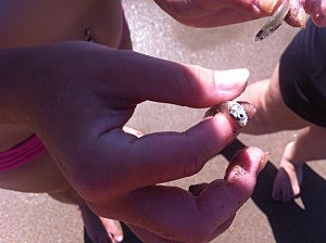 Emerald Isle minnow