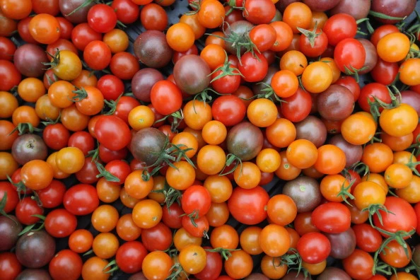 tomatoes varieties of tomatoes