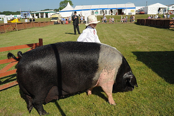 First Day Of The Great Yorkshire Show First Day Of The Great Yorkshire Show