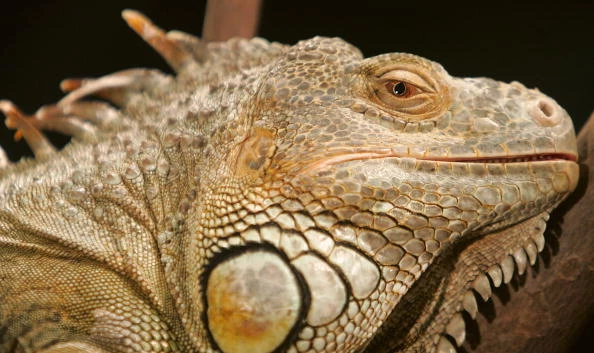 Iguana Iguana