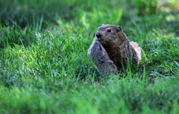 Beacon Golf Center gopher