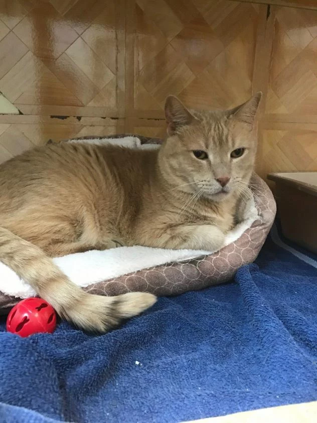 Photo via Animal Shelter of Schoharie Valley/PetFinder