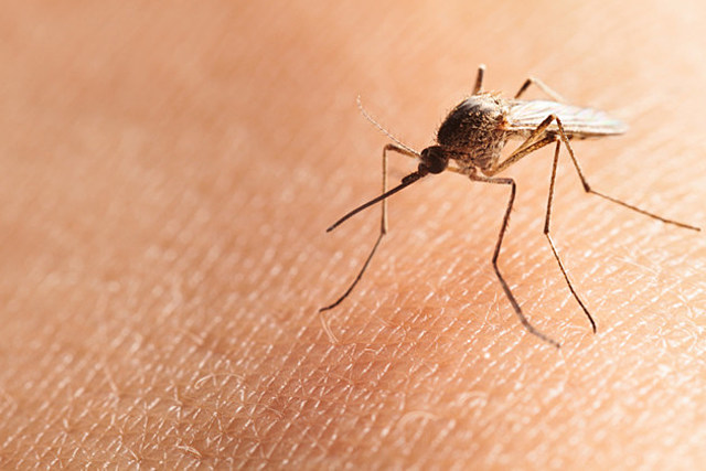 Mosquito Carrying Life Threatening Virus Sends New York Man to the Hospital