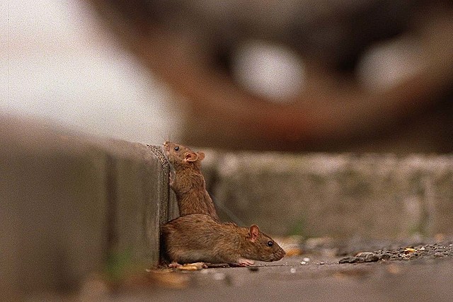 Aggressive Rats Running Wild in 4 New York Cities, 3 in Upstate