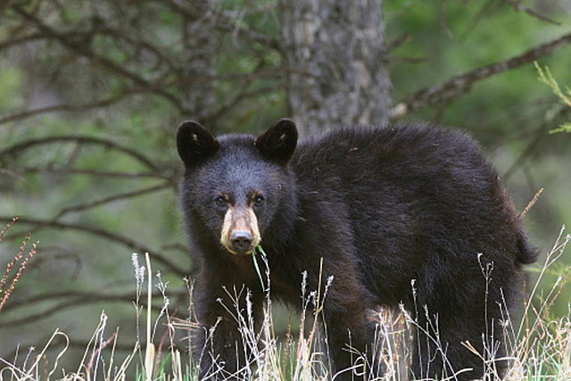 Beware of Bears! New Yorkers Are Running Into More Than Ever Before