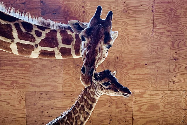 World-Famous Giraffe, April, Dies in Harpursville, NY
