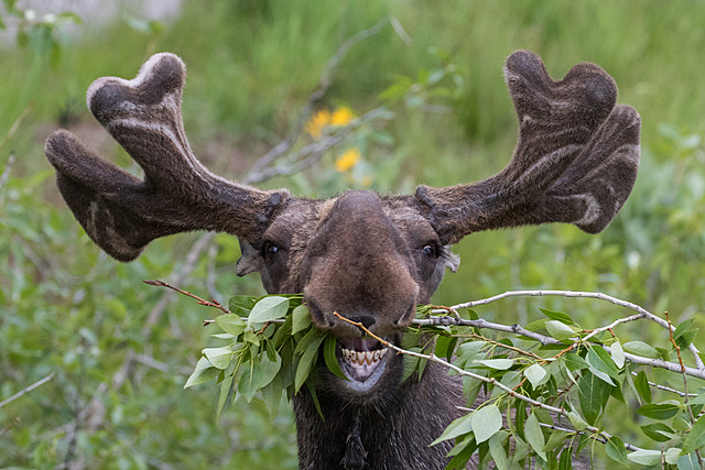 Discover the Majesty of the Adirondack Moose at Great American Moose Festival