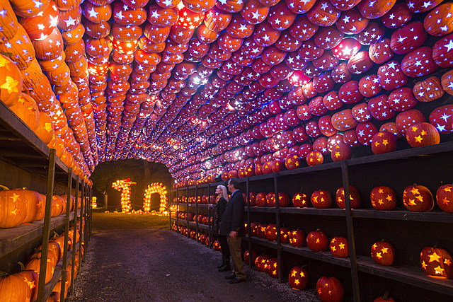 Trail of 7000 Illuminated Hand Carved Pumpkins is a Must See in New York