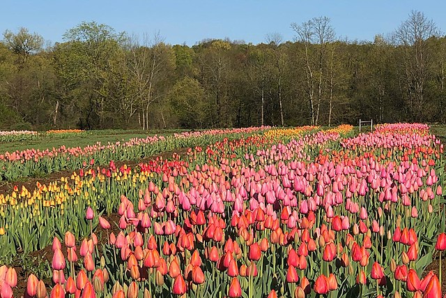 Tiptoe Through 150,000 Tulips and Pick Your Own at North Star Orchards