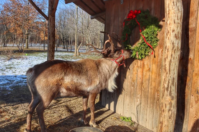 Visit Santa's Reindeer at New York Farm Or Have Them Come to Your Home