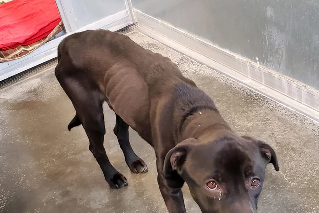 Seriously Emaciated Dog Found in the Nick of Time
