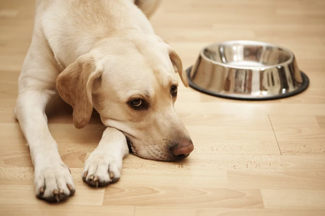 FDA: Pets Deaths From Recalled, Moldy Food Rises to Over 70