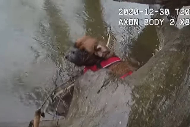 [WATCH]: Western New York Police Officers Rescue Dog From Creek