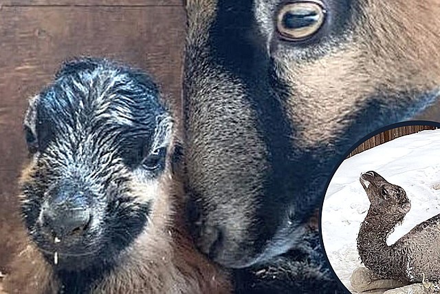 Baby Boom – Lambs and Camel Babies Born Animal Adventure Park