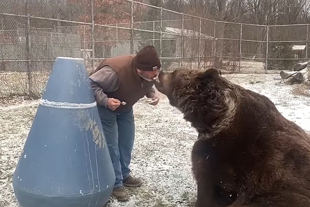 Caretaker Feeds Bear Birthday Cake From His Mouth at New York Wildlife Center