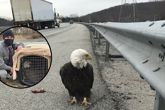 New York State Trooper Rescues Bald Eagle Injured on the Side of Busy Road