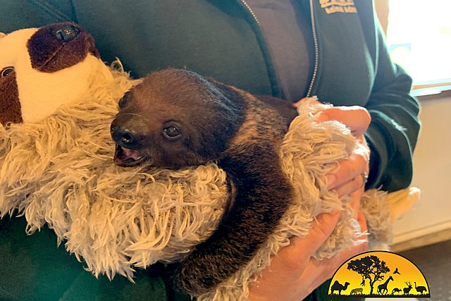 Adorable Baby Sloth Born At Animal Adventure Park Is Being Hand Raised
