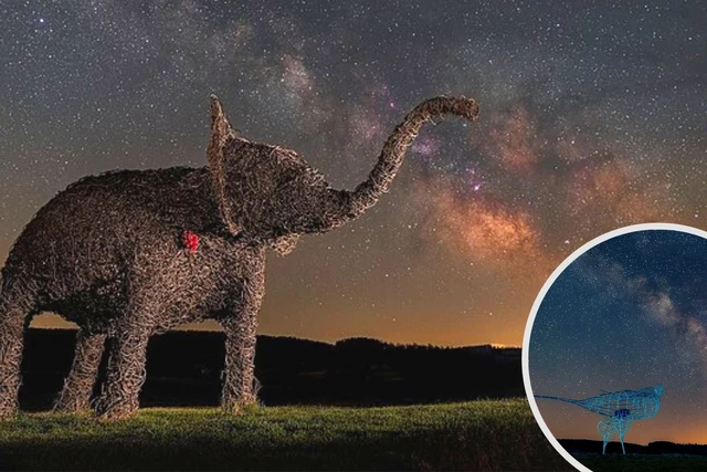 Stunning Life Size Elephant and Magpie Captured Under the Central New York Stars