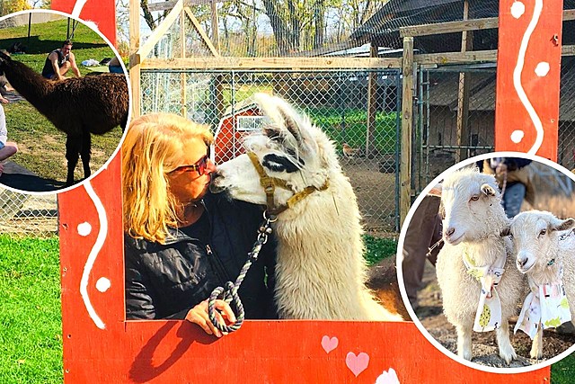 Walk a Goat, Kiss a Llama, Experience Alpaca Yoga on Unique New York Farm