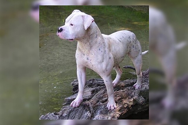 Syracuse Police Asking For Community Help: Abused Dead Dog Found on Roadside