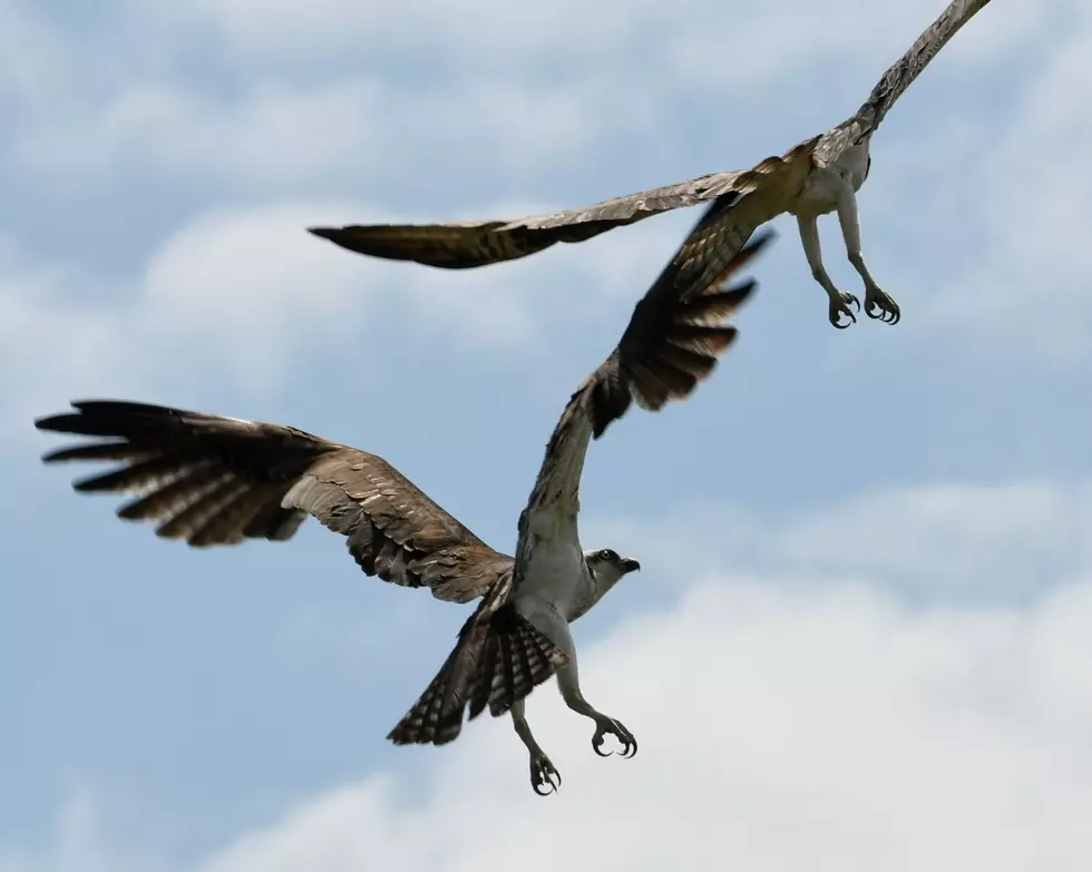 Incredible Photos Show Osprey Mates in Rome as Their Home Comes Under Attack