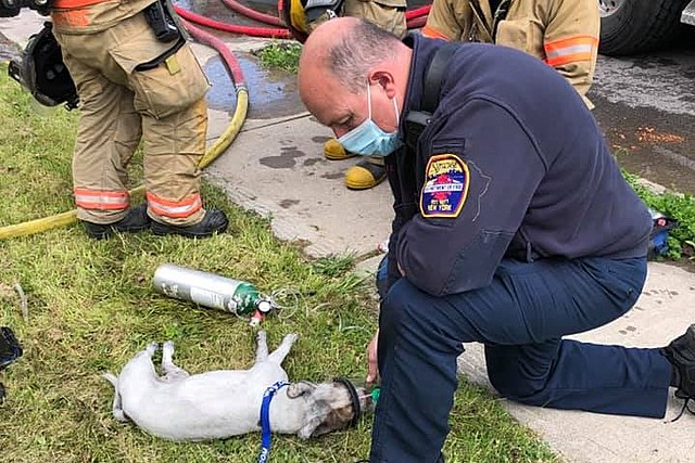 Hero Firefighters Save Unconscious Puppy From House Fire in Syracuse, New York