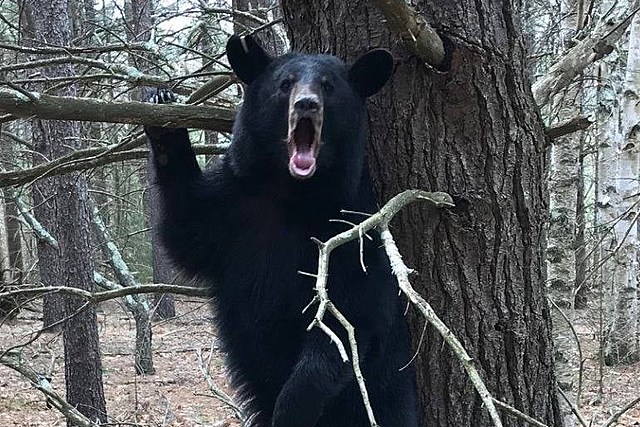 250 Pound Bear Remains on the Loose After Escaping Adirondack Refuge