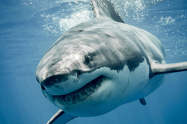 900 Pound Great White Shark Swimming Off New York Coast