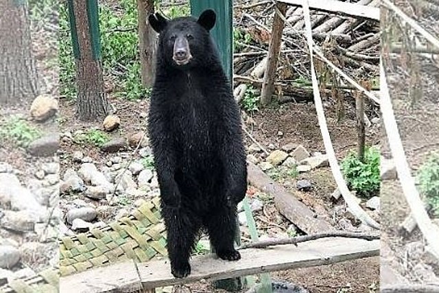 250 Pound Bear Safely Back Home After Escaping Adirondack Refuge