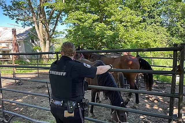 UPDATE: 38 Horses Adopted After Rescue From Hoarding Case in Roseboom NY
