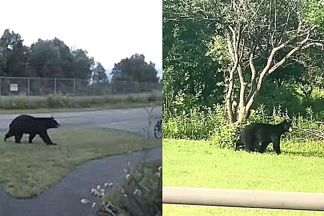 Beware of Two Bears Seen Wandering in Central New York Neighborhoods