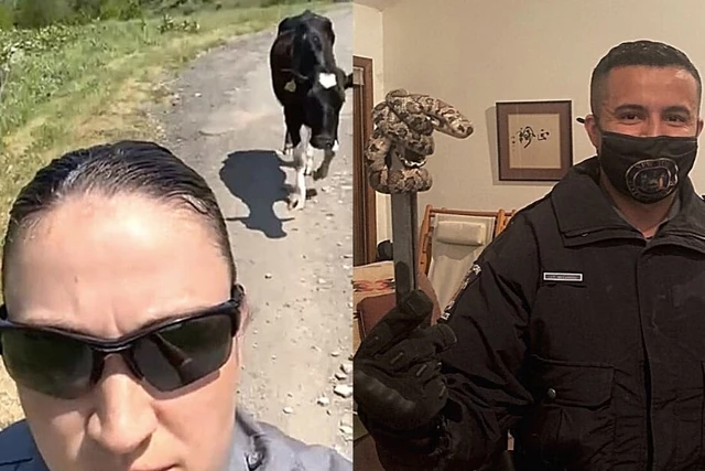 New York State Troopers Help Mooove Two Ssssuspects