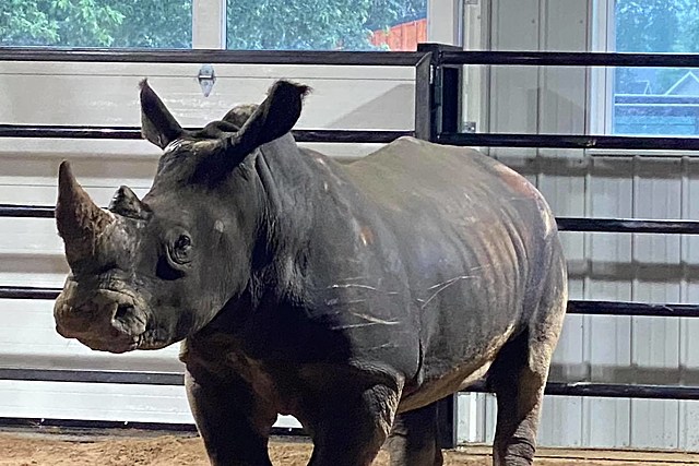 Wild Animal Park Gets Wilder in Chittenango With New Rhinoceros