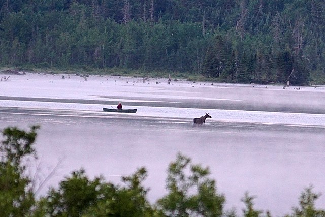 Camper Captures Magical Moment When a Moose Swims By an Adirondack Fisherman