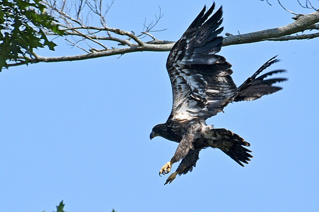 Stunning Photos as One of the Susquehanna River Twin Eaglets Takes First Flight