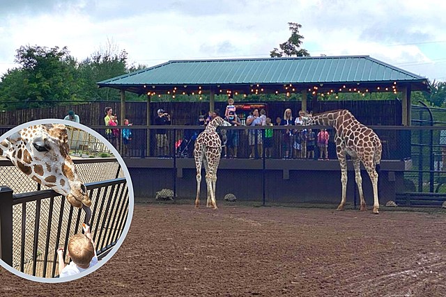 New and Improved Feeding Station Gets You Closer to Wild Animal Park Giraffes