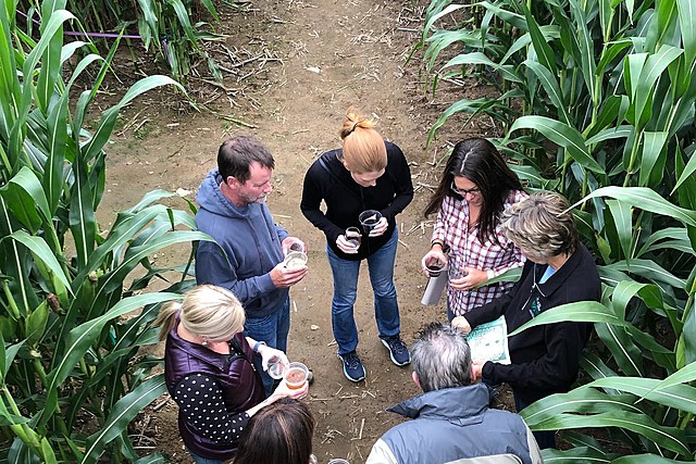 Find the Wine in 5 Acre Corn Maze Adventure for Adults Only