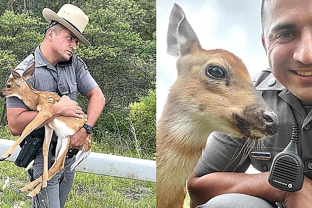 New York State Trooper Rescues Fawn Stranded By Syracuse Road