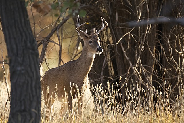 Hunters Rejoice, New York Adopts 9 Day Deer Hunting Season Beginning September 11