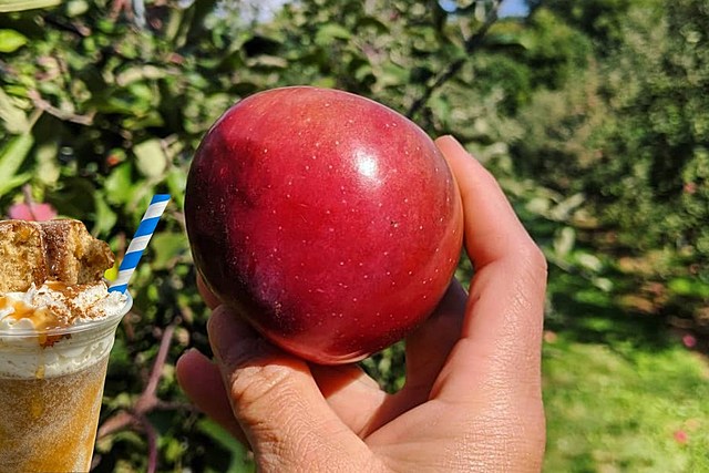 Apples, Cider and Donuts, Oh My! 8 CNY Apple Orchards to Enjoy Fall