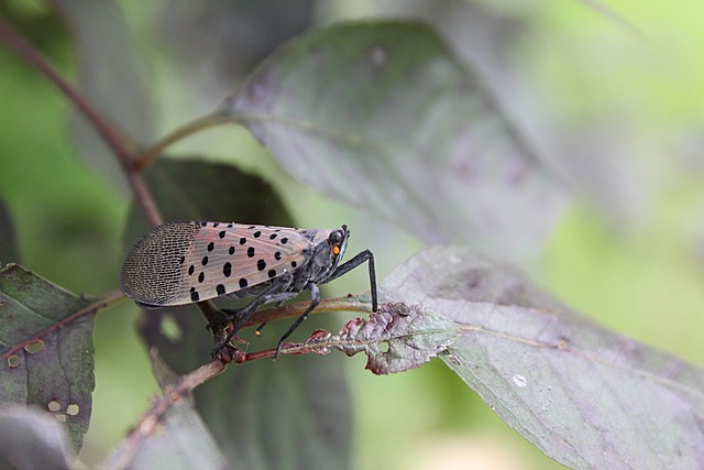 Annoying Bug That Devastates Plants And Trees Now Found In New York