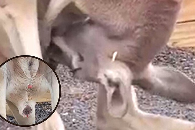 Red Kangaroo Gives Birth at NY Animal Park in Miracle Moment Caught on Camera