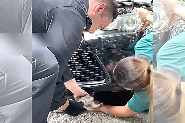New York Police Rescue Scared Kitten Trapped in Engine
