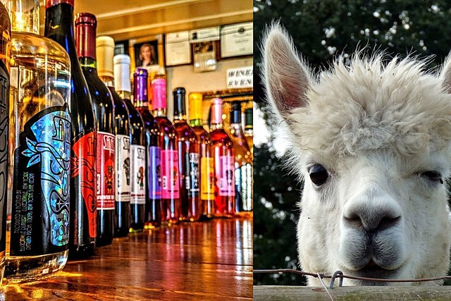 Chill And Enjoy Wine From New York Winery Doubling As An Alpaca Farm