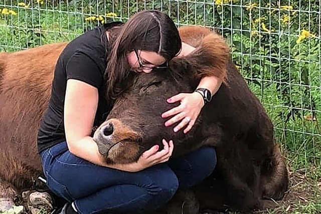 Find Your Inner Peace Cuddling Cows at New York Mountain Retreat
