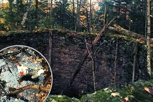 Heroes Rescue Dog That Fell Into Large Well in the Catskill Mountains