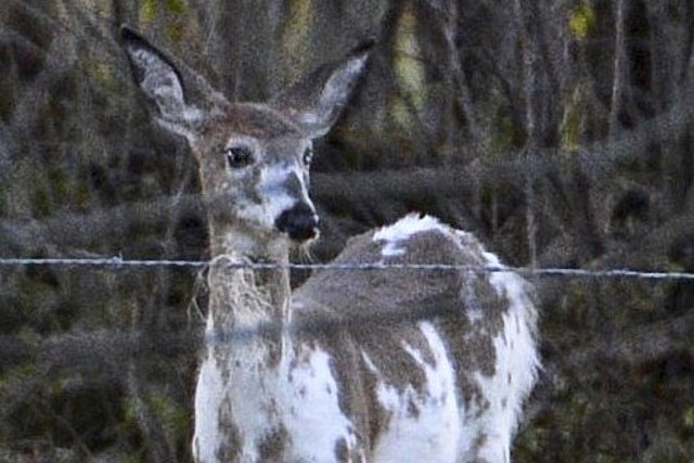 Don't Freak Out if You See These Unusually Colored Deer Around Central New York