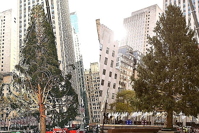 Rockefeller Christmas Tree Has Arrived & It Already Looks Better Than Last Year